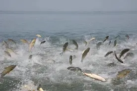 湖北荆州一地出现大规模鱼群跳跃水面，躁动异常，这是怎么一回事图片