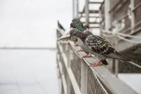 赛鸽嗉囊炎的症状和治疗方法详解图片