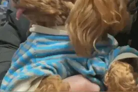 女子带泰迪散步偶遇原主人，将狗归还后：你咋还舍不得走啊？图片