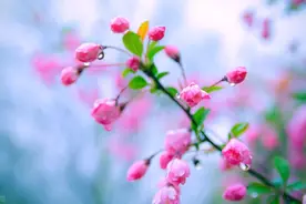 科普 | 怎么区分春天树上的那些花（蔷薇科）图片