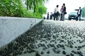 农村出现10万只蛤蟆大规模迁徙，有人称是地震征兆？专家：有蹊跷图片