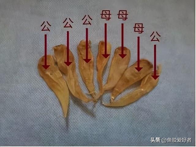 怎样区分花胶公母 2026年怎样区分花胶公母视频