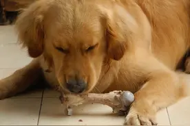 揭秘：狗狗适合吃什么样的骨头？图片