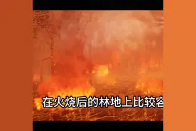 为什么在山火烧过的地方，羊肚菌会大量出现呢？图片