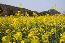 春有约，花不误！快来get南明赏花攻略→图片