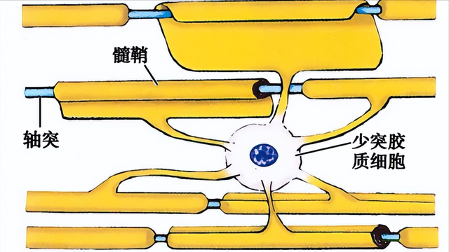 0.15元一片的甲钴胺是治疗腰椎间盘突出的神药吗？它有哪些作用？