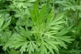 风寒感冒到底能不能用艾草泡脚图片