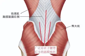 腰背肌筋膜炎的康复训练图片