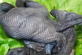 《揭密：五黑鸡的真正身份！》图片