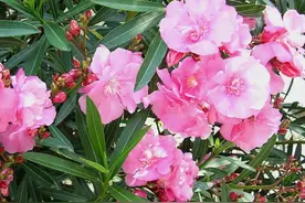 4种花“不吉利”，再漂亮也别在室内养，还影响健康图片