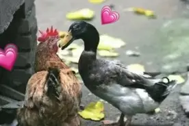 老乡鸡和周黑鸭谈恋爱，被董事长抓住了图片