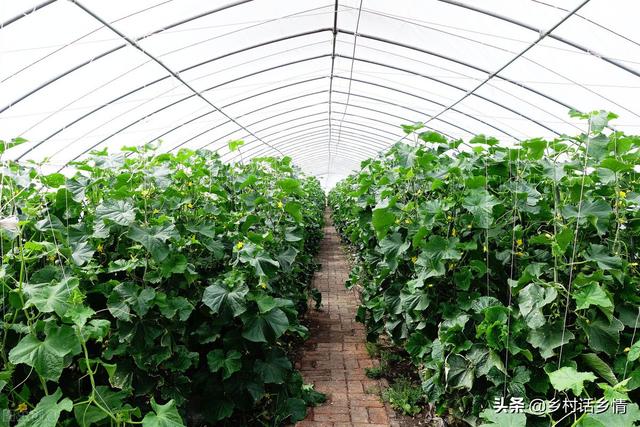 蔬菜喷施啤酒怎么样？掌握了方法效果出奇的好，多数人不了解