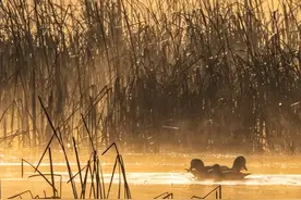 朝霞与候鸟齐飞！沾益海峰湿地美如金色童话世界图片