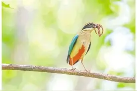 全球不到一万只！“鸟中仙女”仙八色鸫现身枣庄图片