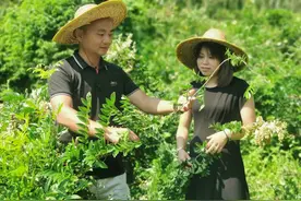 经济价值药用价值双高！牛大力成为撬动博罗乡村振兴的“大力士”图片