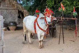 四月初八“牛王诞”，老传统有讲究：1不忘2不干3要吃，分别指啥图片