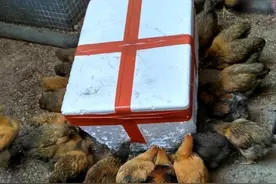 惊人真相！老人揭秘家养土鸡的禁忌食物图片