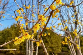旅游｜河北正定园博园赏花攻略，一整个春天都在这儿了！图片