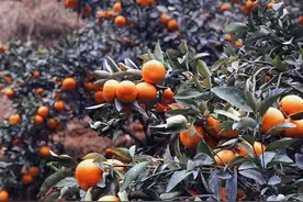 福建顺昌柑桔产业现状及绿色发展方向图片