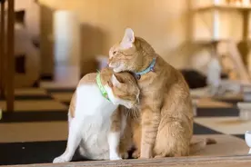 家里“养几只猫”最合适？看完这些你就明白了图片