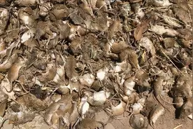 原子弹都杀不死？能在核辐射下繁衍的生物，几千万人曾死于它手图片