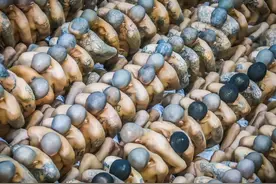 扫黑一年抓了六万多人，因为一罐咖啡豆，萨尔瓦多被美国害惨了图片