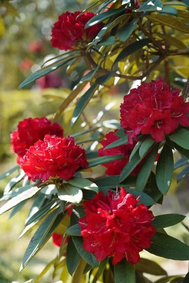 春游云南丨春天来楚雄，赏花、拍花、吃花！