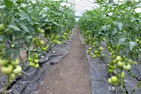 2023年蔬菜种植时间表来了，什么季节种什么菜，一文就看懂图片