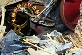 广东惠州 一居民家门口惊现一条巨型蟒蛇，居民手足无措只好拨打119求助图片