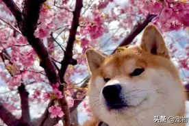 戏精柴柴吃饭瞬间空碗，下一秒倒地哀嚎：再给我饭饭图片