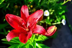 加代和杜成澳门之行：杜成让加代做面子（1）图片