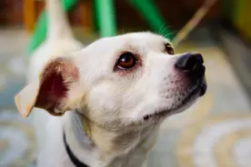 狗子如果这样睡觉，证明它心里没有主人，没有把这个地方当成家图片
