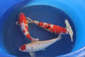 锦鲤饲养模式建议（超实用）图片