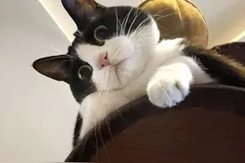 为什么人们争着养“奶牛猫”？养过的人，都不想换猫了图片