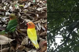 50只宠物鹦鹉现身深圳公园，或系人为放生！为何这不是做好事？图片