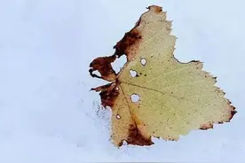 麻将，毁了她的婚姻图片