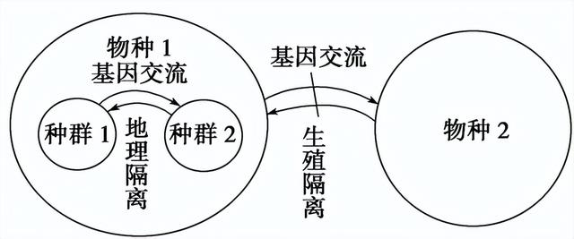 高中生物-变异育种及进化