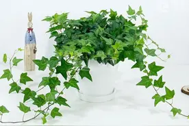 适合放在卫生间的5种植物，清新自然还除臭，赶紧养一盆图片