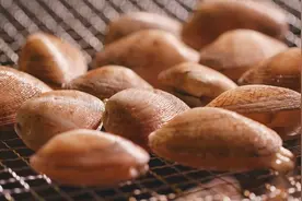 壹邦小知识：花蛤放了一夜吐舌头能吃吗 花蛤当天不吃如何保存图片