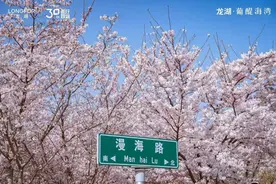 打卡烟台这片绝美樱花海，开启夜游赏樱新体验！图片