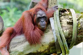 人类进化至今，只保留了部分毛发，为何这样进化？图片