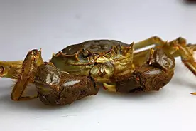 十月美味，大闸蟹，好吃的不要不要哦图片