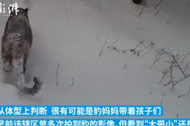 秦岭首迎3大物种惊喜同框！能否控制泛滥的野猪？华南虎会再现吗图片