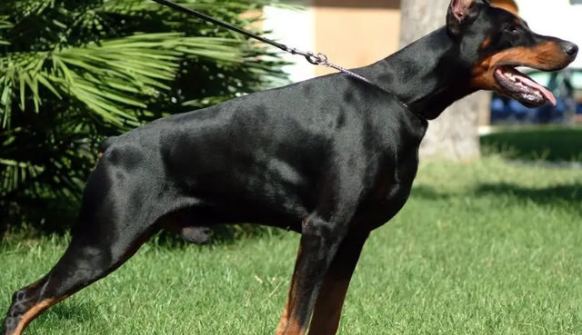 为什么越来越少人养"杜宾犬"?网友:看完只想换狗