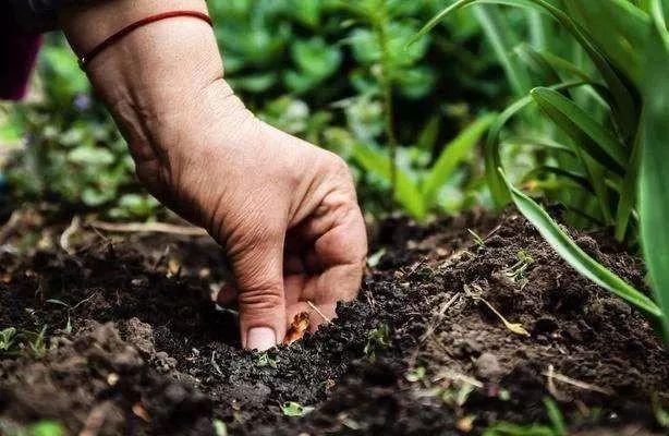 花钱买不到的肥料知识！值得一看
