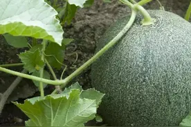 甜瓜有哪些良种，露地种植时间及措施有哪些图片