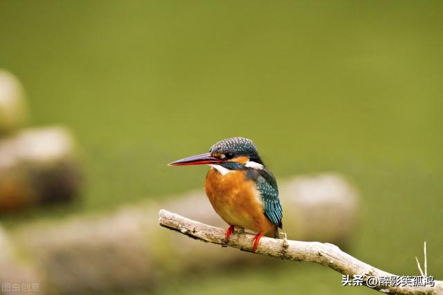 三年级语文上册第15课《搭船的鸟》课堂笔记，要学会仔细观察