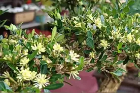 家有黄杨，世代栋梁图片