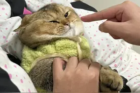 这5种猫“比狗还忠诚”，一旦认定你，这辈子都不会轻易背叛！图片