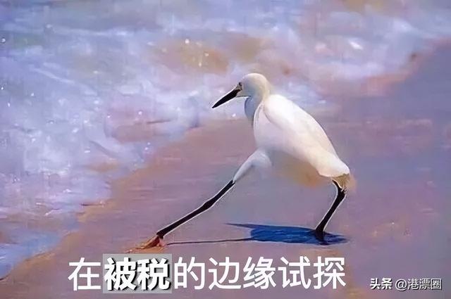 花胶是海关禁运么 2026年花胶能过海关吗